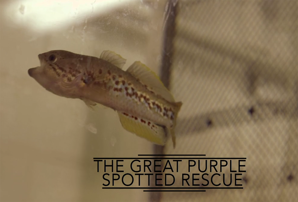 The Great Purple Spotted Rescue